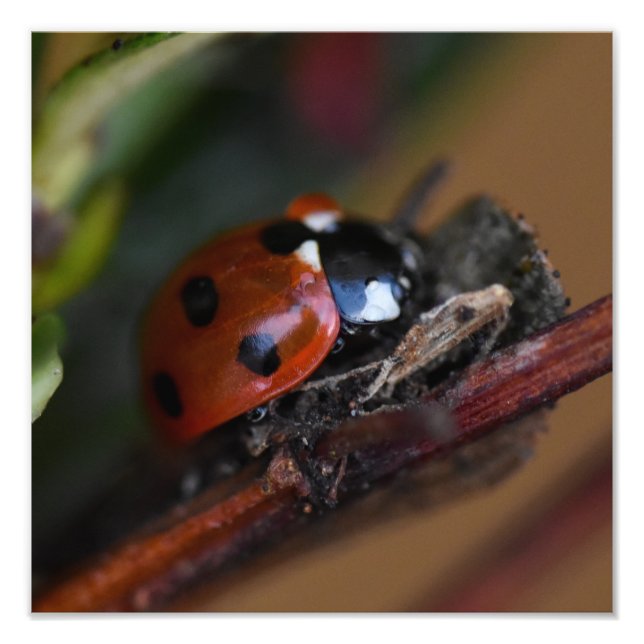 Ladybird Fototryck (Framsidan)