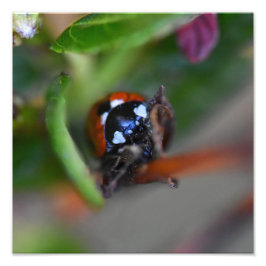 Ladybird Fototryck