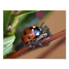 Ladybird Fototryck