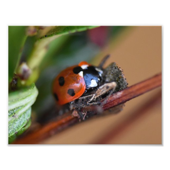Ladybird Fototryck (Framsidan)