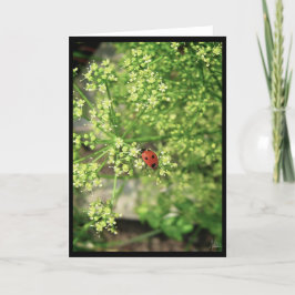 Ladybird [gratulationskort] kort