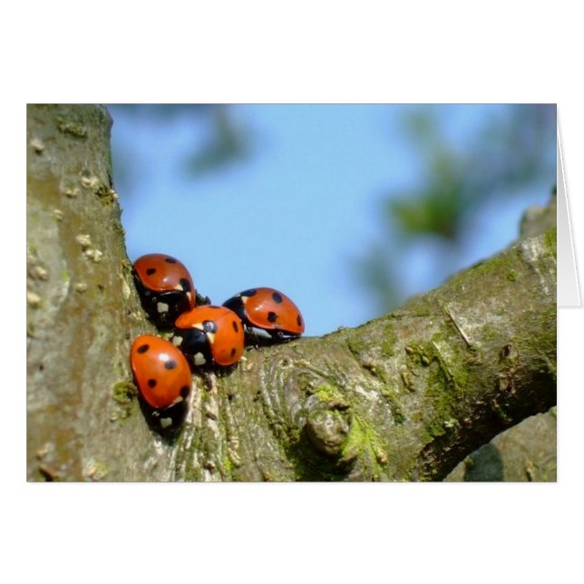 Ladybird Hälsningskort (Framsidan Horizontal)