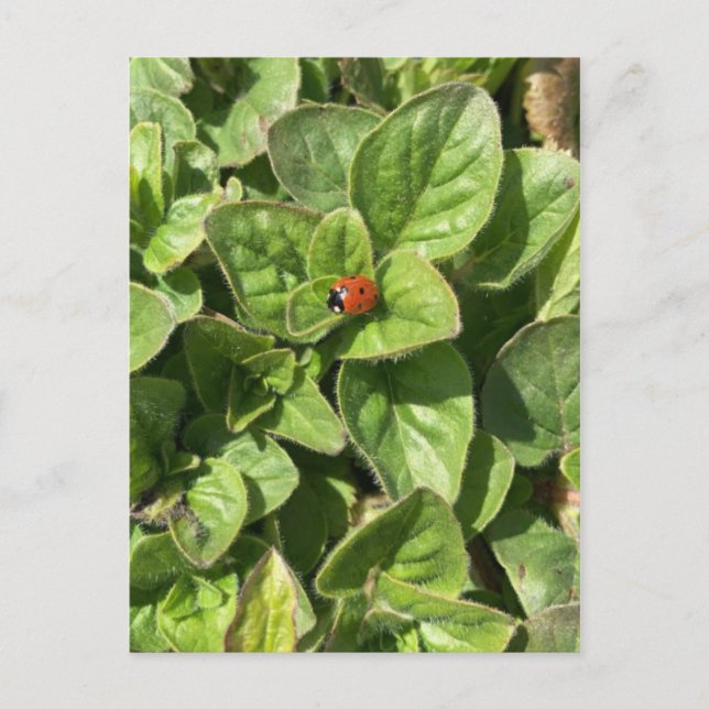 Ladybird i parkens vykort (Framsida)