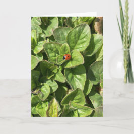 Ladybird i parkkortet kort