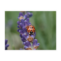 Ladybird kärlek lavender