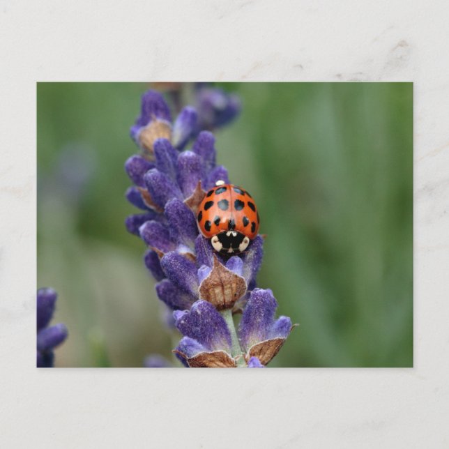 Ladybird kärlek lavender vykort (Framsida)