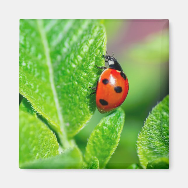 Ladybird Magnet (Framsidan)