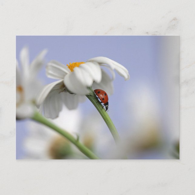 Ladybird på blomman vykort (Framsida)