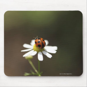 Ladybird på Chamomile Flower Musmatta