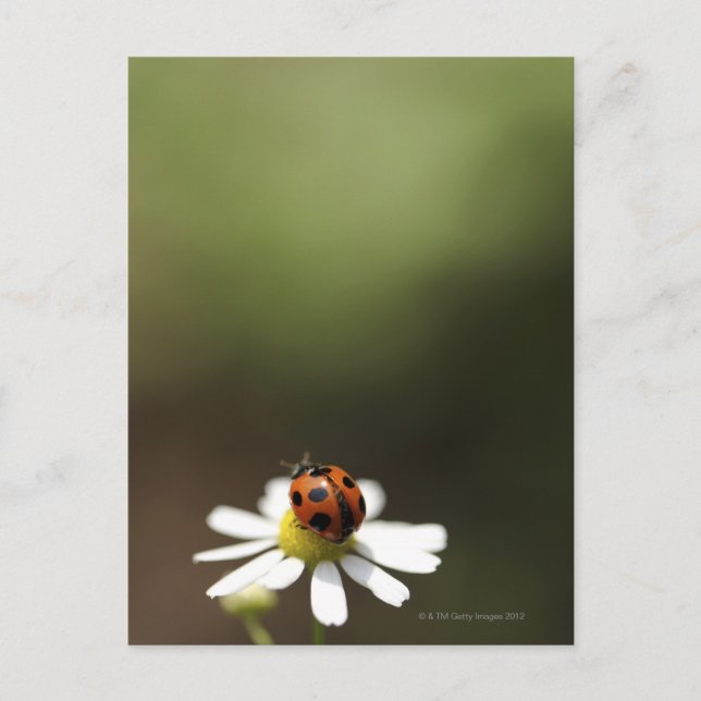 Ladybird på Chamomile Flower Vykort (Framsida)