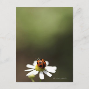 Ladybird på Chamomile Flower Vykort