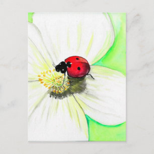 Ladybird på en vit färglös färg vykort