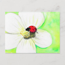 Ladybird på ett vitt färglöst vykort