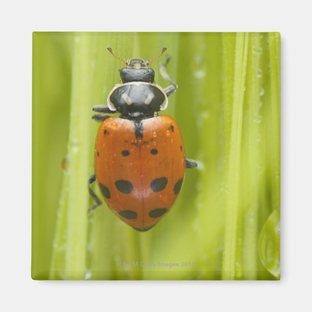 Ladybird på gräs, närliggande magnet (Framsidan)