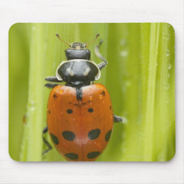 Ladybird på gräs, närliggande musmatta (Framsidan)