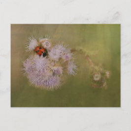 Ladybird på Lila Dandelion Vykort