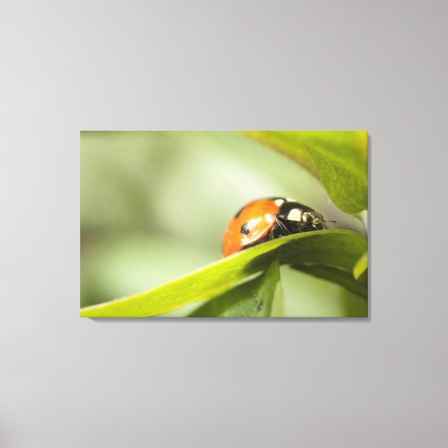 Ladybird på löv,Ladybug på löv 2 Canvastryck (Framsida)