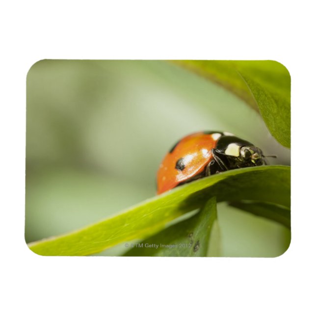 Ladybird på löv,Ladybug på löv Magnet (Horisontell)