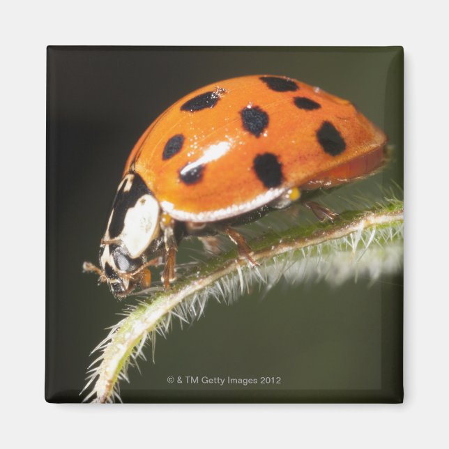 Ladybird på löv,Ladybug på löv Magnet (Framsidan)