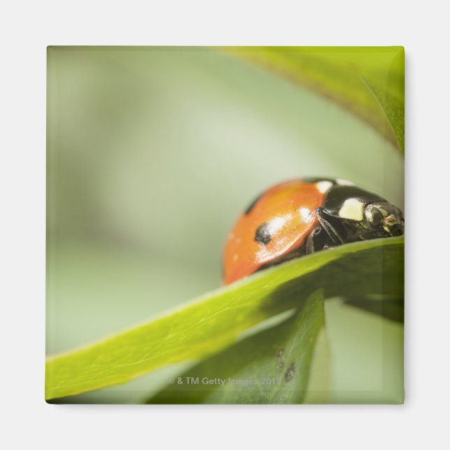 Ladybird på löv,Ladybug på löv Magnet (Framsidan)