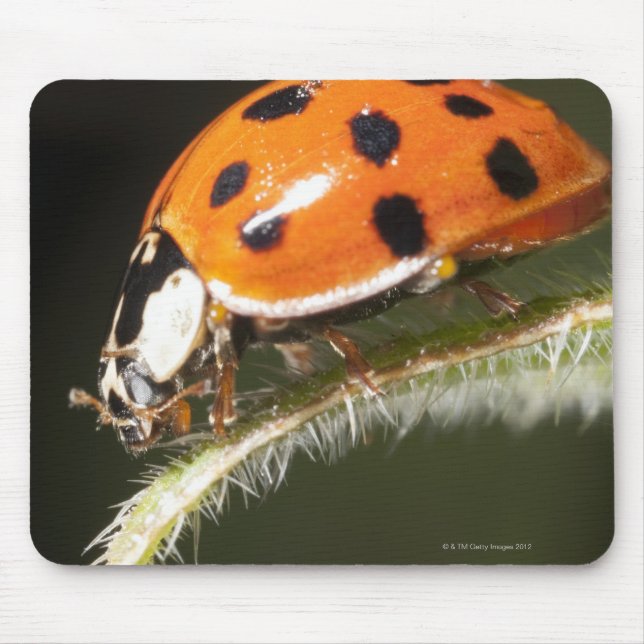 Ladybird på löv,Ladybug på löv Musmatta (Framsidan)