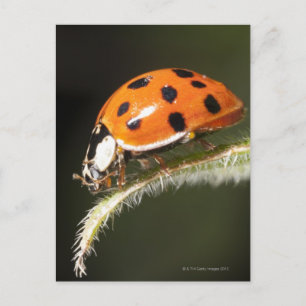 Ladybird på löv,Ladybug på löv Vykort