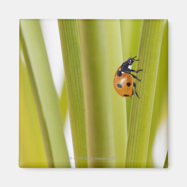 Ladybird på växtstammar magnet (Framsidan)