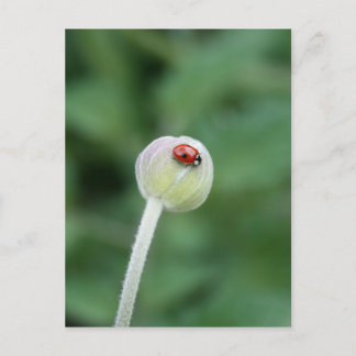 Ladybird Postcard Vykort