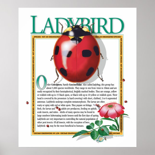 Ladybird Poster (Framsidan)