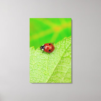 Ladybird som går över löv canvastryck