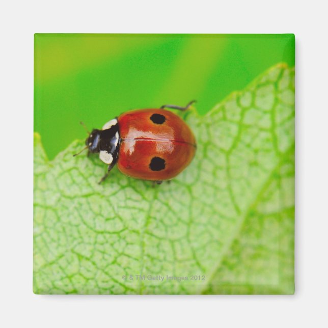 Ladybird som går över löv magnet (Framsidan)
