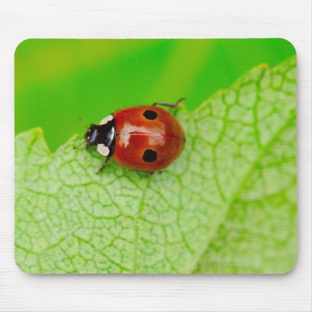 Ladybird som går över löv musmatta (Framsidan)