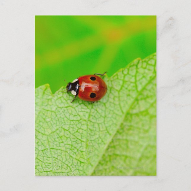 Ladybird som går över löv vykort (Framsida)