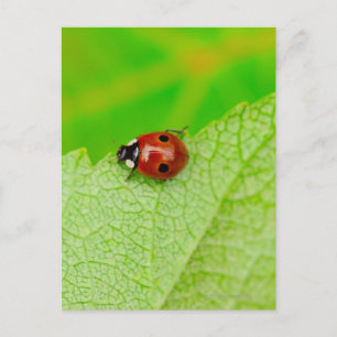 Ladybird som går över löv vykort