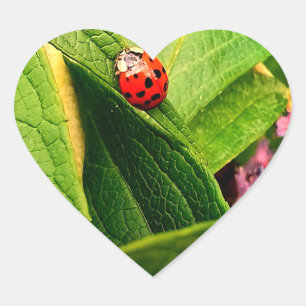 Ladybird Sticker Hjärtformat Klistermärke