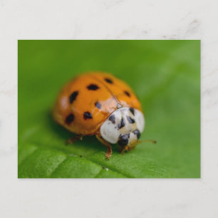 Ladybird Vykort