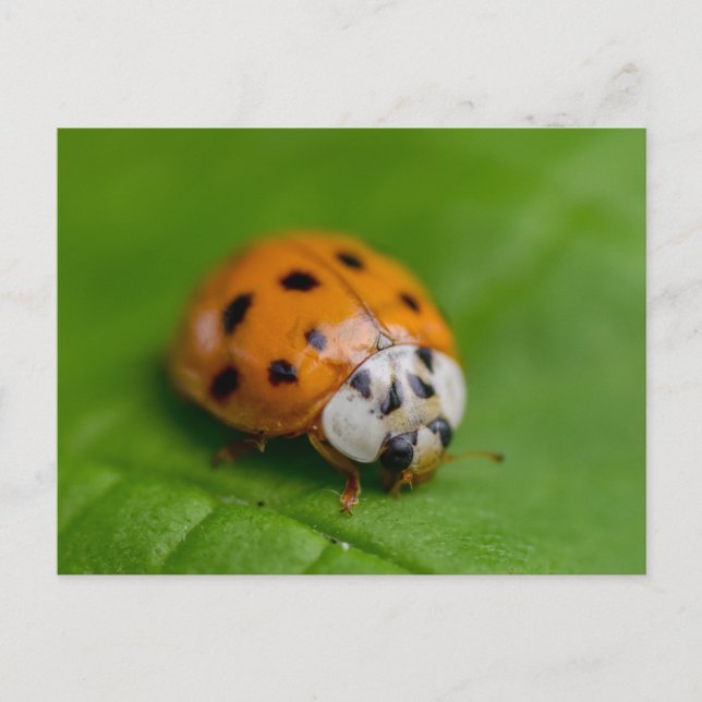 Ladybird Vykort (Framsida)