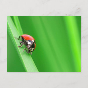 Ladybird Vykort
