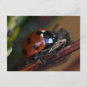 Ladybird Vykort