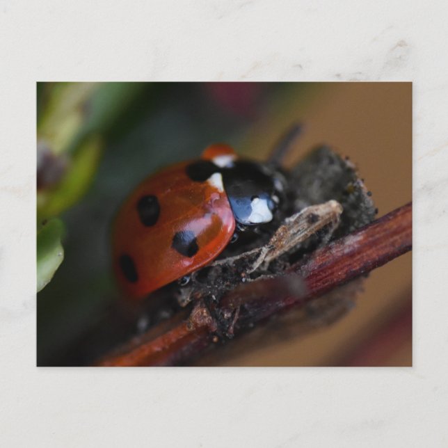 Ladybird Vykort (Framsida)