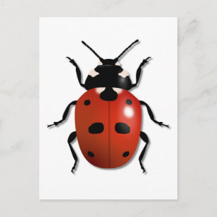 Ladybird Vykort
