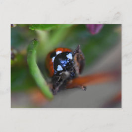 Ladybird Vykort