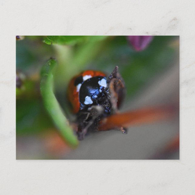Ladybird Vykort (Framsida)