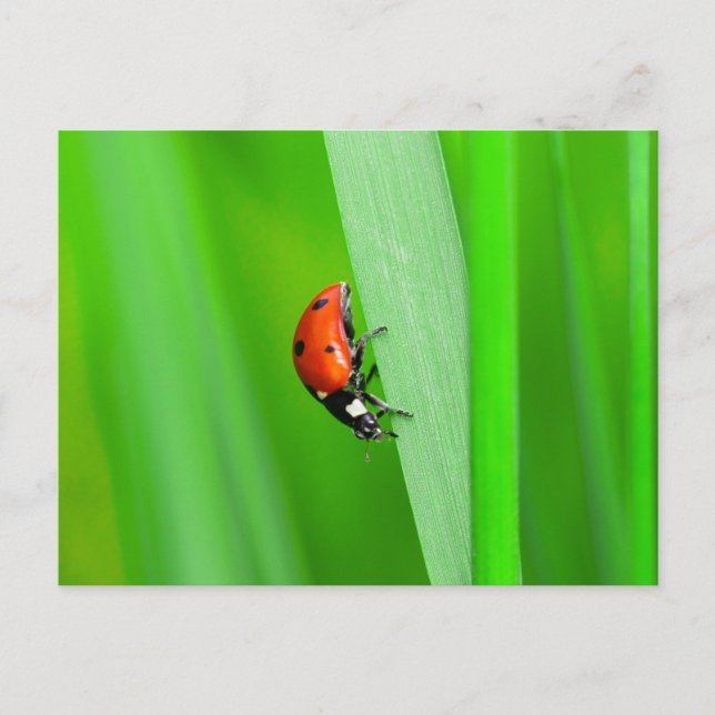 Ladybird Vykort (Framsida)