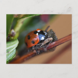 Ladybird Vykort