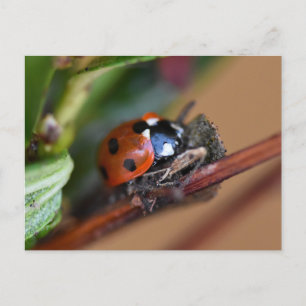 Ladybird Vykort