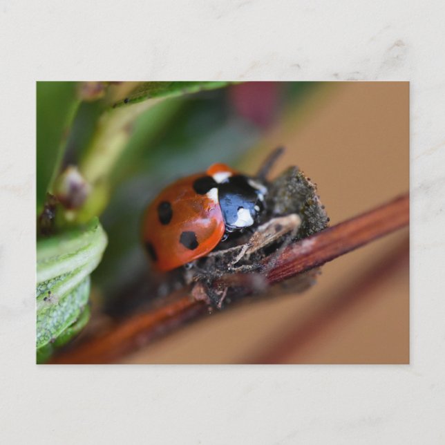 Ladybird Vykort (Framsida)