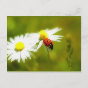 Ladybird-vykort Vykort