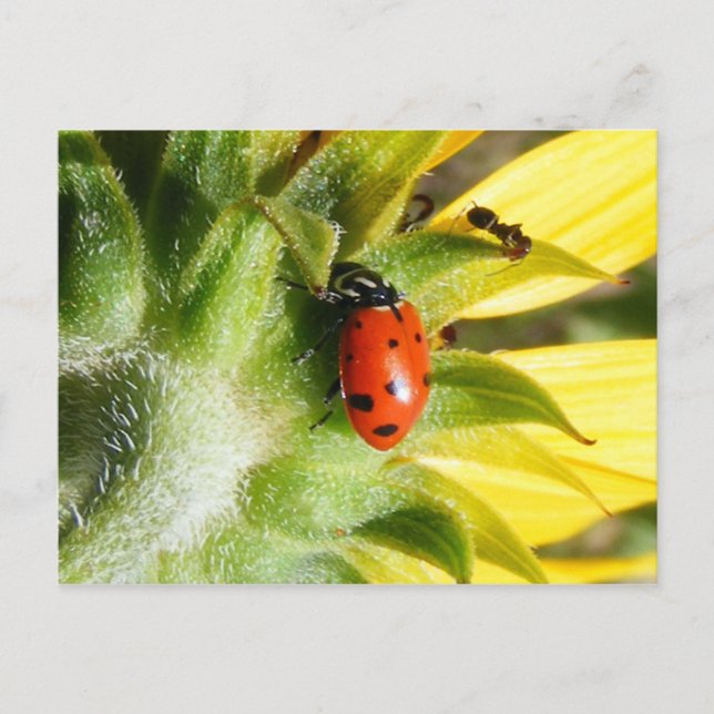 Ladybug & Ant Vykort (Framsida)