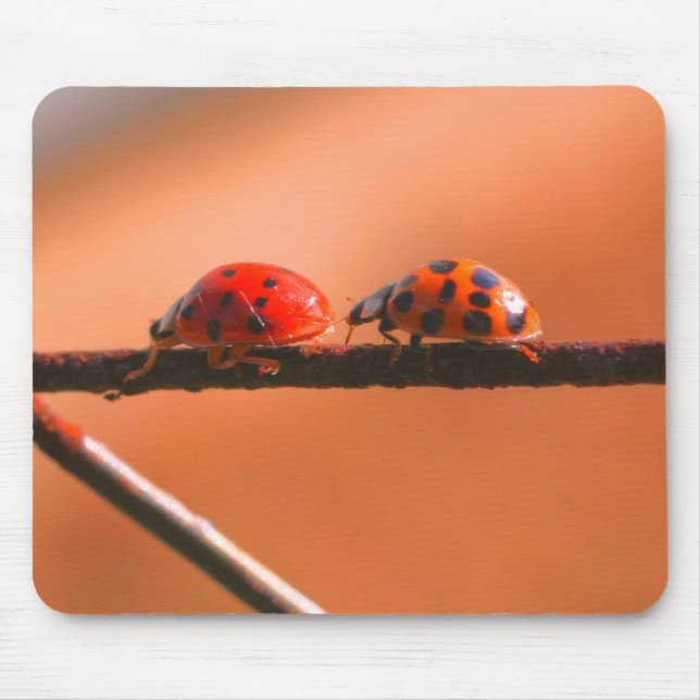 Ladybug Buddies Nature Musmatta (Framsidan)